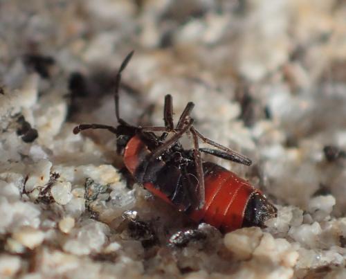 Horvathiolus superbus